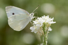 Side View Of Pieris Rapae (Small White Or Cabbage White Butterfly) Sitting On Wildflower