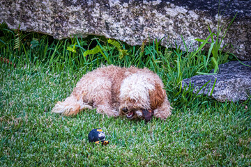 Poster - dog in the grass