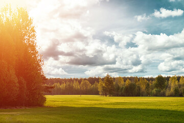 Wall Mural - Beautiful summer landscape green field forest and blue sky.