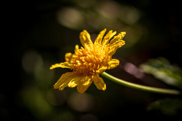 Wall Mural - yellow flower closeup