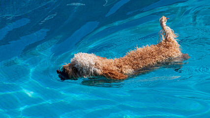 Canvas Print - dog in water