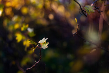 Wall Mural - Autumn leaves on sun. Fall dark blurred background.