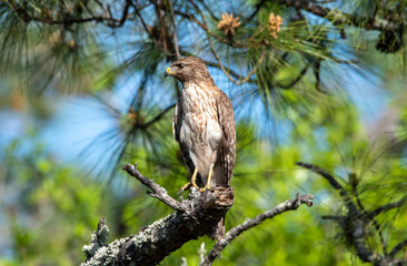a red shouldered hawk perched in a tree while hunting