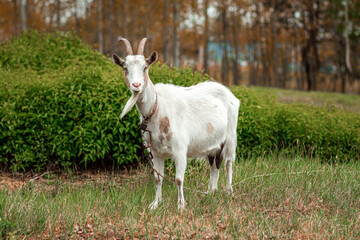 White goat in the meadow, against the backdrop of vegetation. Copy space.