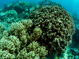 Fototapeta  - Colorful coral reef, underwater photo, Philippines.