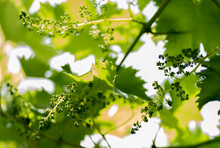 Vine Leafs And New Form Grapes With Beautiful Background