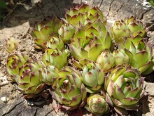 Echeveria Or Stone Rose Plant, Light Green Color Side View In Close Up On Wooden Background