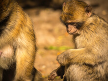 Berber  (Macaque) Monkeys In Morocco