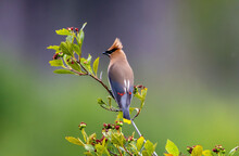 A Cedar Waxwing Perched In A Tree.