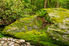 Green Ferns On Mossy Rock, North Carolina, Appalachia