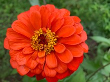 Common Zinnia Multi-layered Orange Petals With Yellow Stamens In The Middle. Green Leaf Stalk