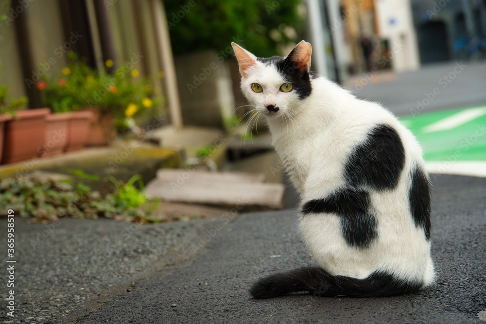 ぶち猫 Stock Photo | Adobe Stock