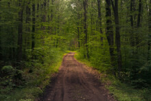 Beautiful Forest With A Muddy Dirt Road Crossing It