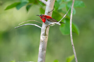 Crimson Sunbird