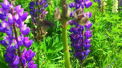 Wall Mural - A bumblebee on lupine flowers on a field of blooming Lupine flowers - Lupinus polyphyllus - garden or fodder plant