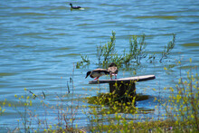 Two Ducks Standing On A Piece Of Wood In The Water At Lake Elsinore In California
