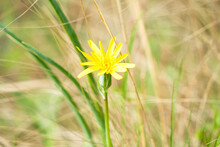Small Yellow Wildflower With Narrow Leaves Close Up