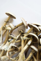 Fungi hallucinogen. growing Albino A strain. Medical research of psilocybin