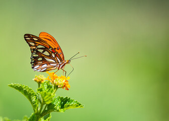 Wall Mural - Gulf Fritillary butterfly (Agraulis vanillae) feeding on lantana flowers in Texas. Natural green background with copy space.