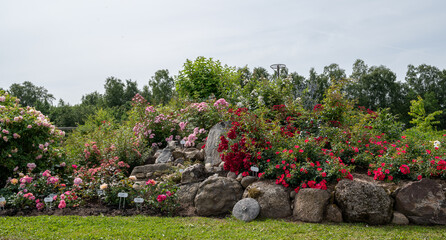 Wall Mural - rose in the garden