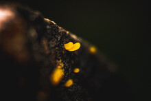 Macro Yellow Jelly Fungus Growing On Wood With Blur Background. Trunk, Deadwood, Timber Fungus ,environment Forest, Brown Wood Dacryopinax Spathularia.