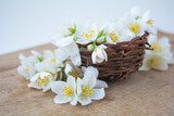 Fototapeta  - White jasmine flowers, traditional green tea ingredient, aromatherapy flavor