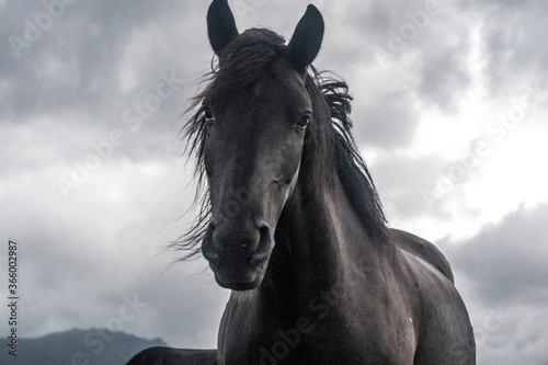 Cuadros en Lienzo Horse on a mountain meadow