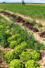 Wall Mural - Organic vegetable field - Rows of growing lettuce and fennel plants in midsummer.