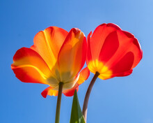 Two Sunlit Red Tulips In Front Of Blue Sky