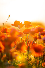 Wall Mural - Blooming red poppies in a summer meadow