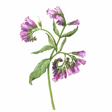 Closeup Of A Branch Of The Blue Comfrey Flowers (known As Symphytum Caucasicum, Beinwell, Caucasian Comfrey). Watercolor Hand Drawn Painting Illustration Isolated On White Background.
