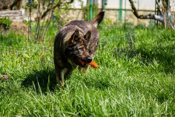 Poster - Beautiful shot of a german shepherd dog biting its chew toy