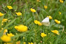 Pieris Rapae Butterfly (small White, Cabbage White Or Small Cabbage White Butterfly) Nectaring On Blooming Ranunculus (buttercups, Spearworts And Water Crowfoots) Flower On The Spring Meadow. 