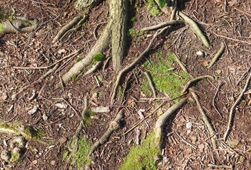 Poster - Closeup shot of exposed roots in the forest