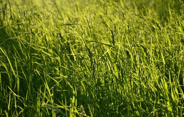 green grass background