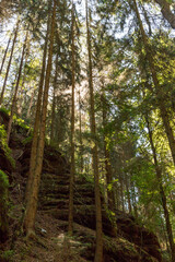 Wanderweg im Elbsandsteingebirge