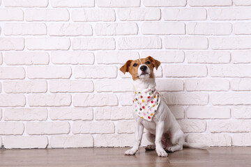 Curious Jack Russell Terrier puppy looking at the camera. Adorable doggy with folded ears at home with funny look on its face. Close up, copy space, background.