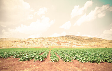 Wall Mural - Rows of pumpkin in Israel.