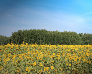 fileld of sunflowers 