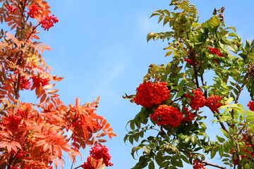 Wall Mural - Selective focus of two bunch of red rowan with red berries and colorful leaves in autumn. Nature concept.