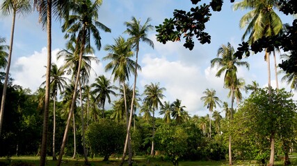 Green palms against cloudy sky. Majestic view of wonderful tropical plants growing against blue cloudy sky on sunny day on Ko Phangan, Thailand.