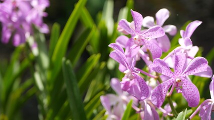 Blurred macro close up, colorful tropical orchid flower in spring garden, tender petals among sunny lush foliage. Abstract natural exotic background with copy space. Floral blossom and leaves pattern