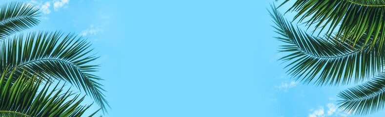 coconut palm leaves on a blue background