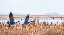 Flock Of Canada Geese Flying Over Great Salt Lake, USA