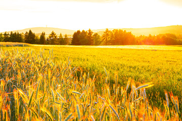 wheat field in summer and the sun is shining