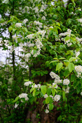 Canvas Print - Prunus - White flowers with green leaves on the tree.