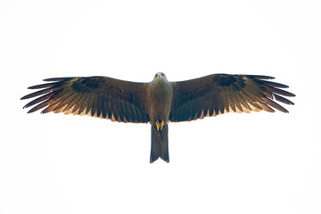 A black kite (Milvus migrans) flying in the morning light in Germany.