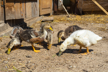 young geese Chicks in the village on the farm. Domestic poultry farming.