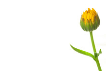 Calendula Marigold Yellow Closed Flower Bud With Stem Isolated On White Background 