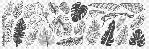 Fotomural Hand drawn leaves doodle set